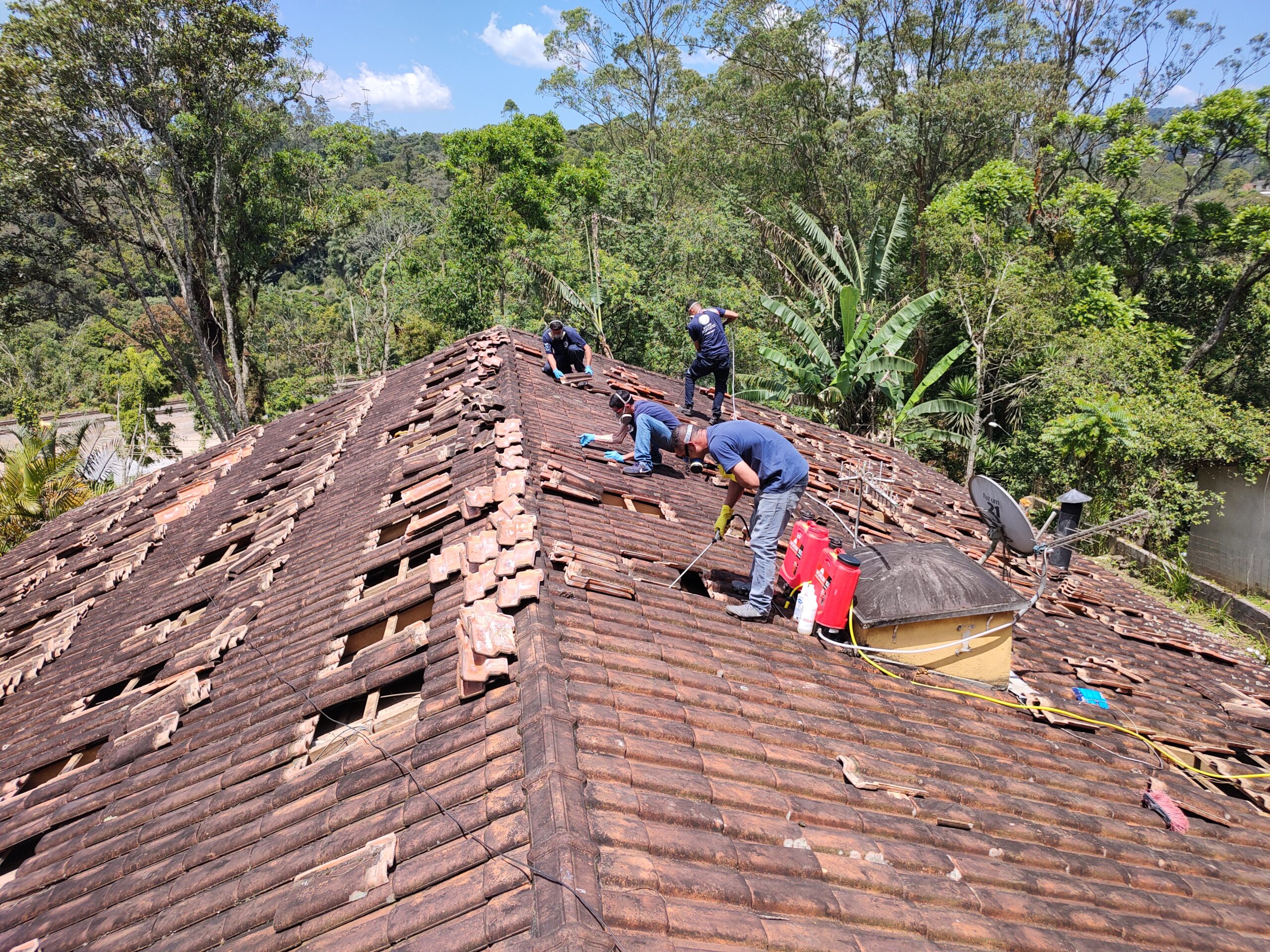 descupinização telhado